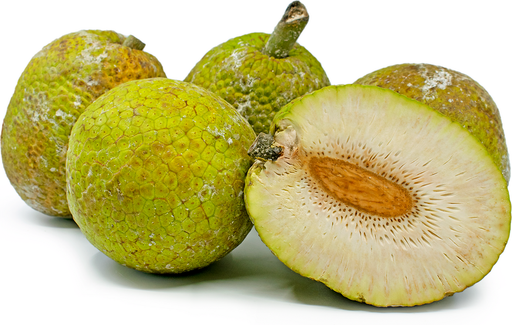 [PR/01792] Breadfruit
