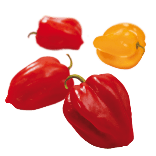 [PR/01773] Chilli Hot - Maldivian Hot Chilli