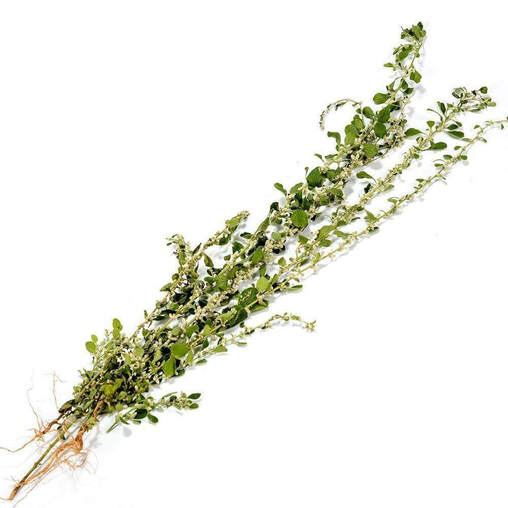 [PR/01572] Aerva Lanata - Polpala Leave