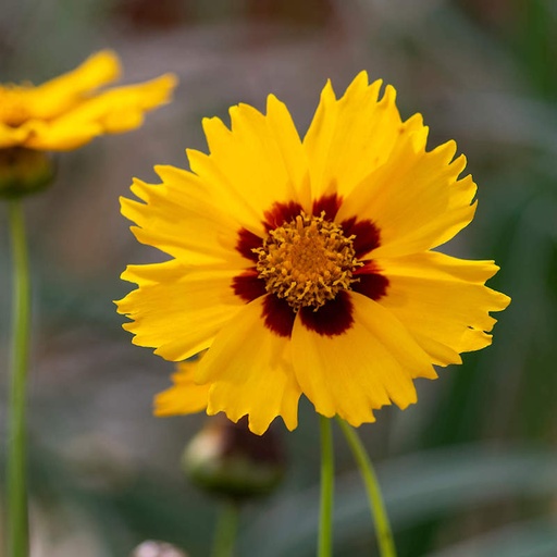 [PR/01632] Coreopsis Grandiflora