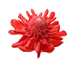 [PR/01609] Etlingera Elatior-Torch Ginger