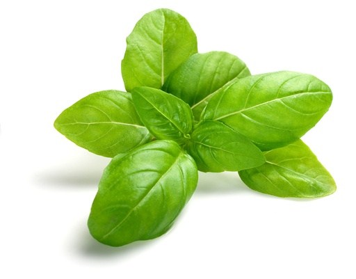 [PR/01684] Basil Leaves