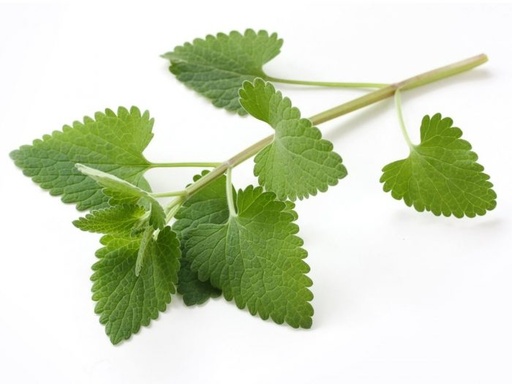 [PR/01666] Catnip Leaves