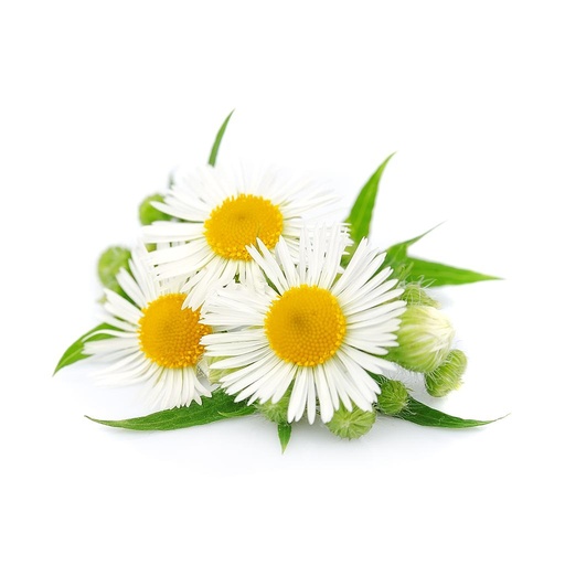 [PR/01669] Chamomile