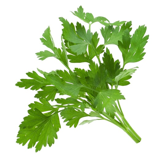 [PR/01671] Cilantro/Coriander Leaves