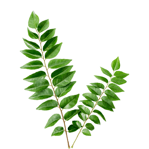 [PR/00933] Curry Leaves