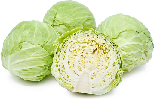 [PR/01631] Green Cabbage