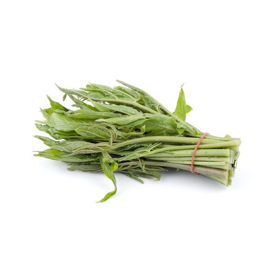 [PR/02884] Lasia leaves - Kohila Leaves