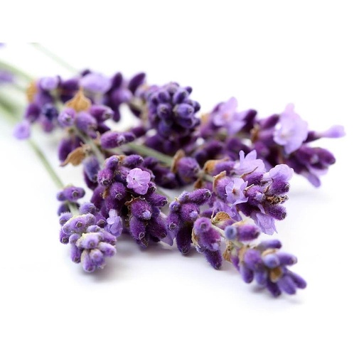 [PR/01676] Lavender