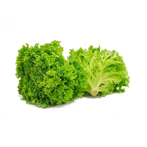 [PR/01097] Lettuce Coral Green