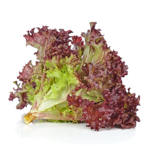 [PR/01859] Lettuce Coral Red