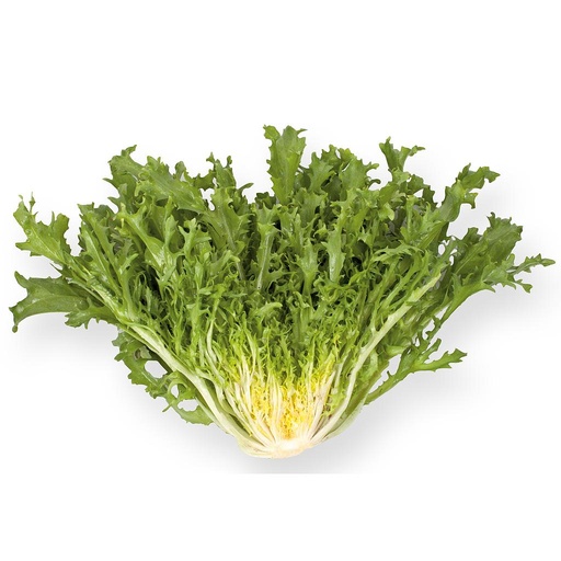 [PR/01653] Lettuce Frisée