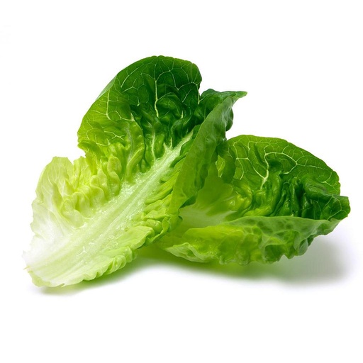 [PR/01654] Lettuce Iceberg