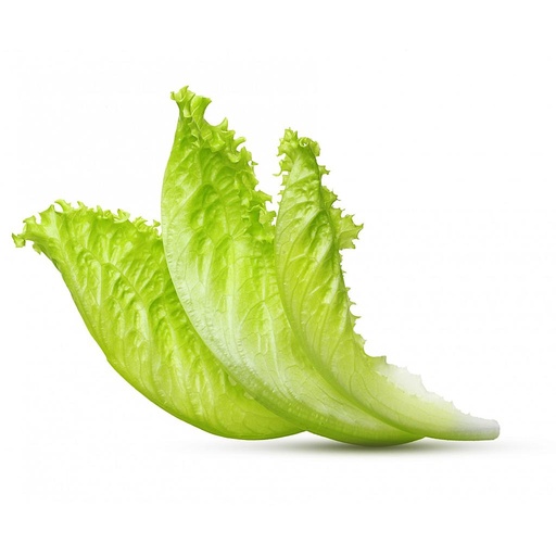 [PR/01656] Lettuce Leaf