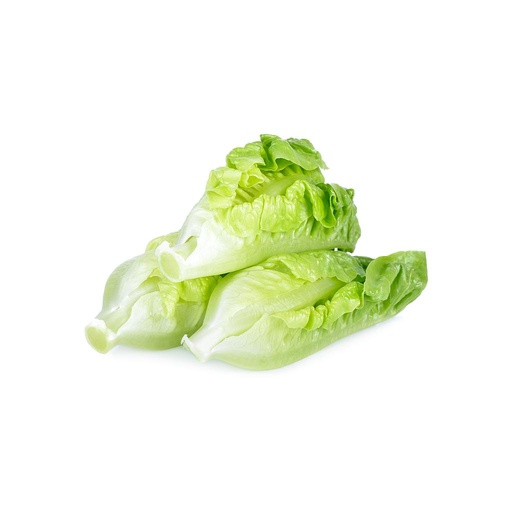[PR/01658] Lettuce Romaine