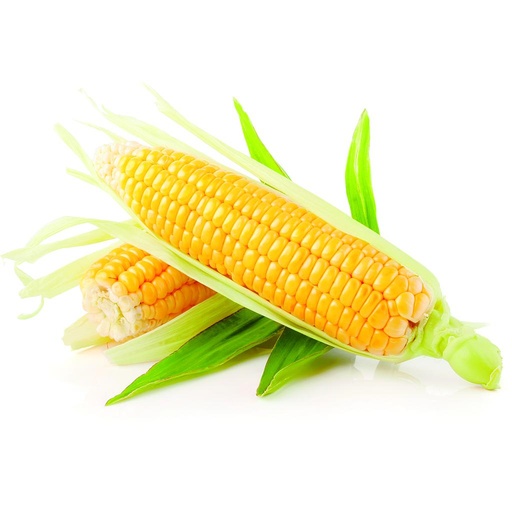 [PR/01613] Maize (Corn)