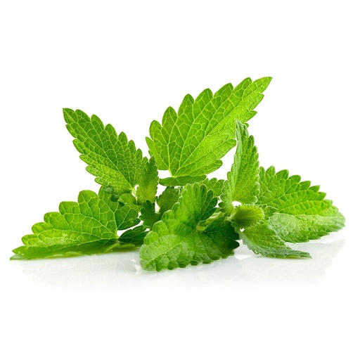 [PR/01678] Mint Leaves