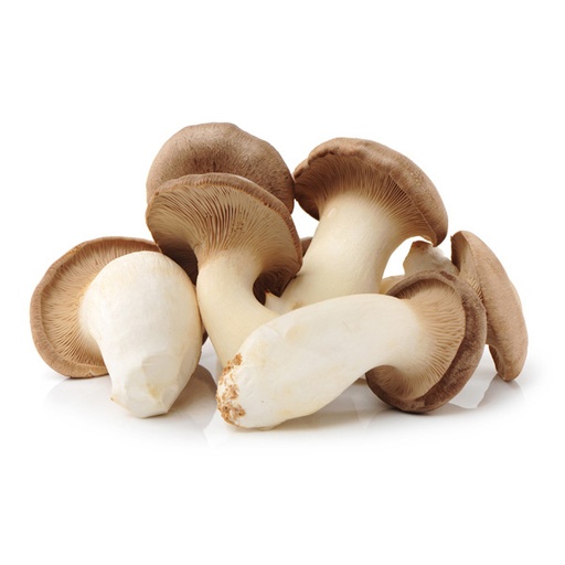 [PR/01902] Oyster Mushroom