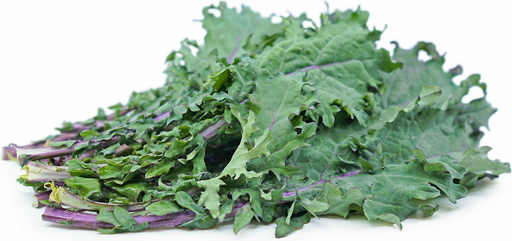 [PR/02398] Perennial Kale - Kale Russian - Cabbage Leaf