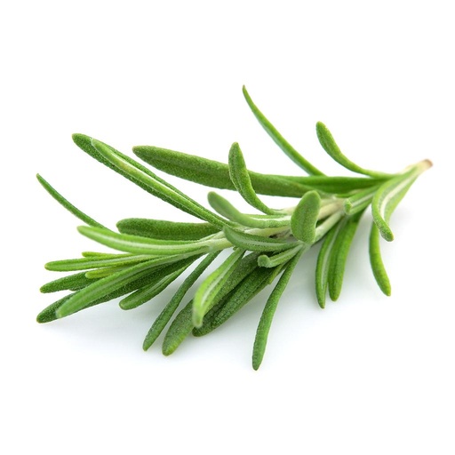 [PR/01603] Rosemary Leaf