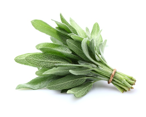 [PR/01682] Sage Leaves