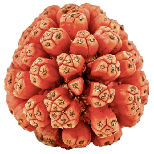 [PR/01265] Screw Pine