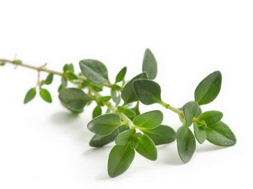 [PR/01683] Thyme Leaves