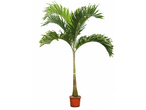 [PR/01627] Adonidia Merrilli - Manila Palm - Cristmas Palm