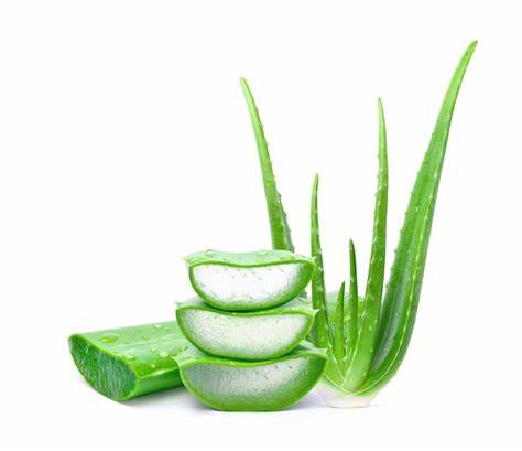 [PR/02859] Aloe Vera
