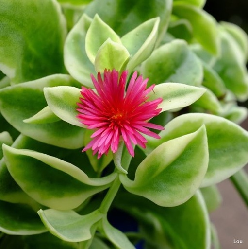[PR/01633] Aptenia Cordifolia - Heartleaf Iceplant