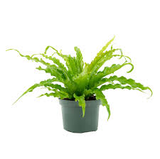 [PR/01640] Asplenium Nidus - Bird Nest Fern