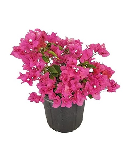 [PR/01614] Bougainvillea Compact Varieties Assorted-Peruviana