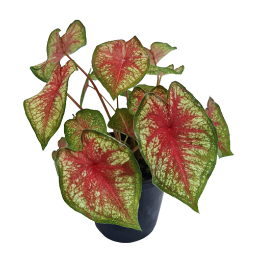 [PR/03277] Caladium Bicolor - Caladium Plant