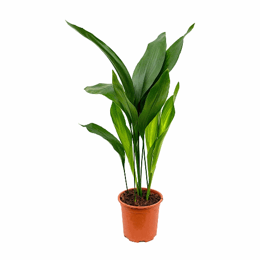 [PR/03194] Cast-Iron Plant