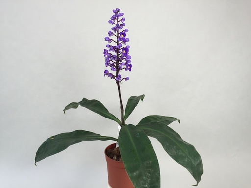 [PR/01615] Dichorisandra Thyrsiflora - Blue Ginger