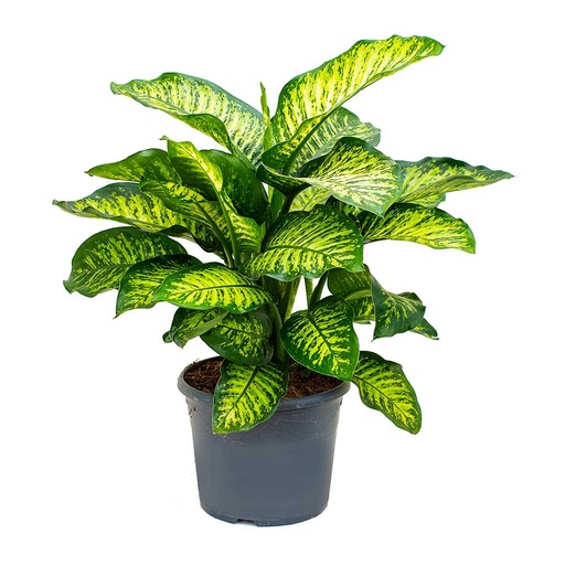 [PR/01641] Dieffenbachia - Dump Cane Plant