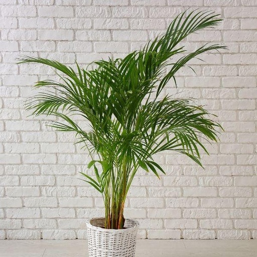 [PR/01634] Dypsis Lutescens - Butterfly Palm - Bamboo Palm