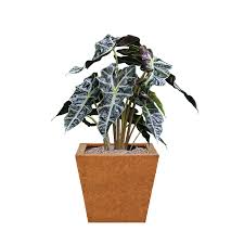 [PR/01642] Exotic Tropical Foliage Alocasia - African Mask Plant