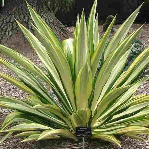 [PR/01617] Giant False Agave - Furcraea Foetida Striata