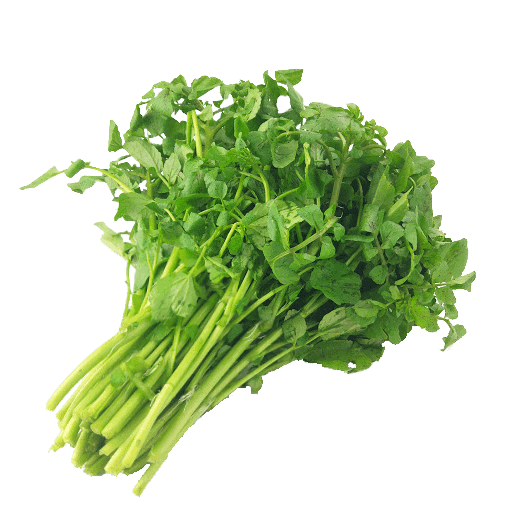 [PR/01573] Giant Pigweed Horse Purslane - Sarana Leaves