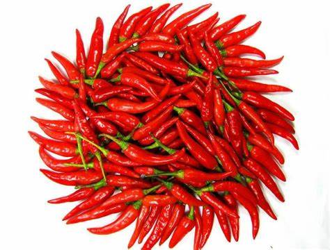 [PR/02869] Heen Kochchi - Capsicum Frutescens