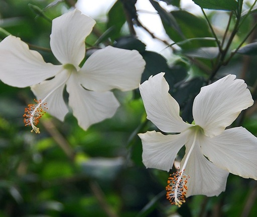 [PR/01630] Hibiscus Lafrance - Dainty White