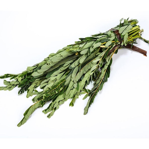 [PR/02873] Hummingbird Leaves - Kathurumurunga