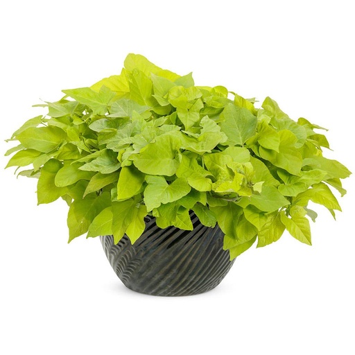 [PR/01612] Ipomoea Batatas Margarita - Margarita Sweet Potato Vine