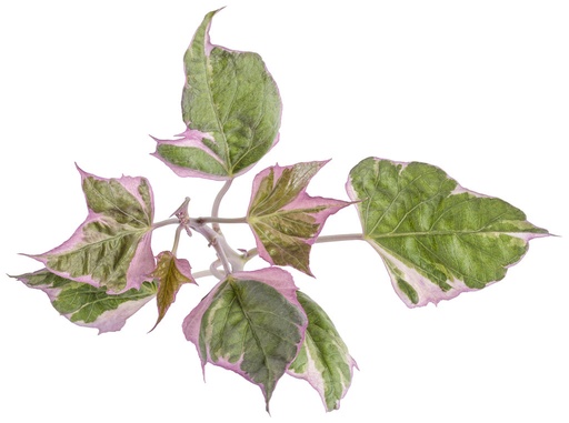 [PR/03187] Ipomoea Batatas Tricolor-Pink Frost Sweet Potato Vine