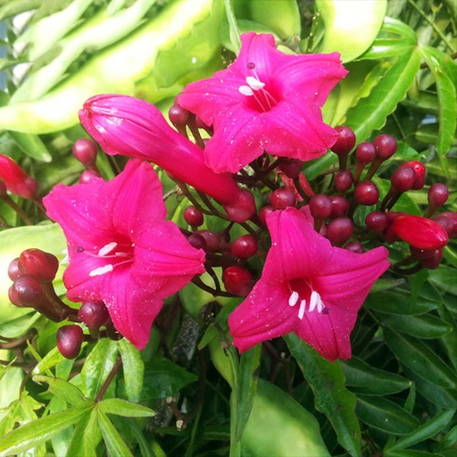 [PR/03197] Ipomoea Horsfaliae - Cardinal Creeper