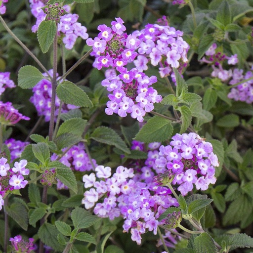 [PR/01629] Lantana Sellowiana Mauve - Trailing Lantana