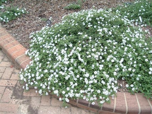 [PR/03204] Lantana Sellowiana White - Trailing Lantana
