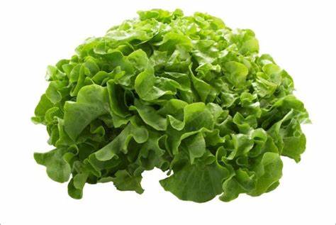 [PR/02851] Lettuce Oakleaf