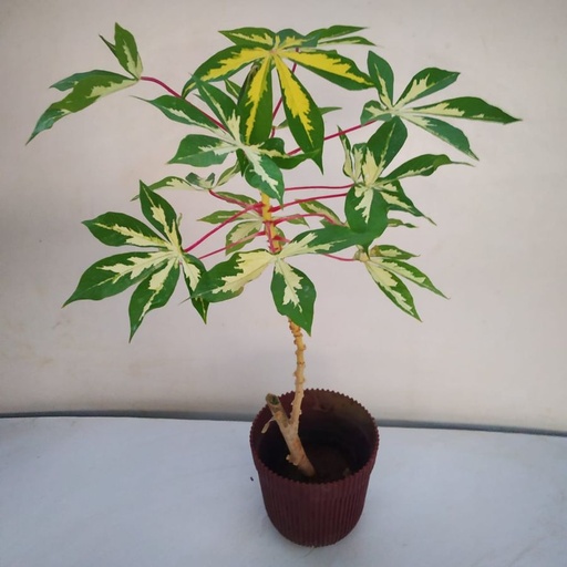[PR/01607] Manihot Esculauta Variegata - Bitter Cassava